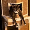 animal, cat, cat_condo, cat_tree, cozy, domestic, ears, furniture, furry, gray_cat, home, indoor, lounging, multi_level, pet, relaxed, soft_lighting, stretching, whiskers, white_paws