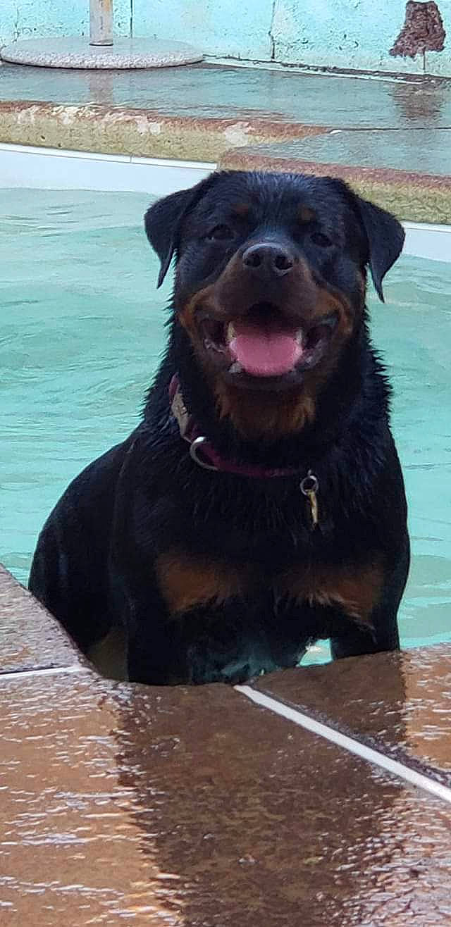 Kimber joined the competition — help win amazing prizes! borador, canidae, carnivore, collar, companion_dog, dog, dog_breed, dog_collar, fawn, fur, guard_dog, hunting_dog, liver, retriever, sporting_group, terrestrial_animal, water, whiskers, working_animal, working_dog