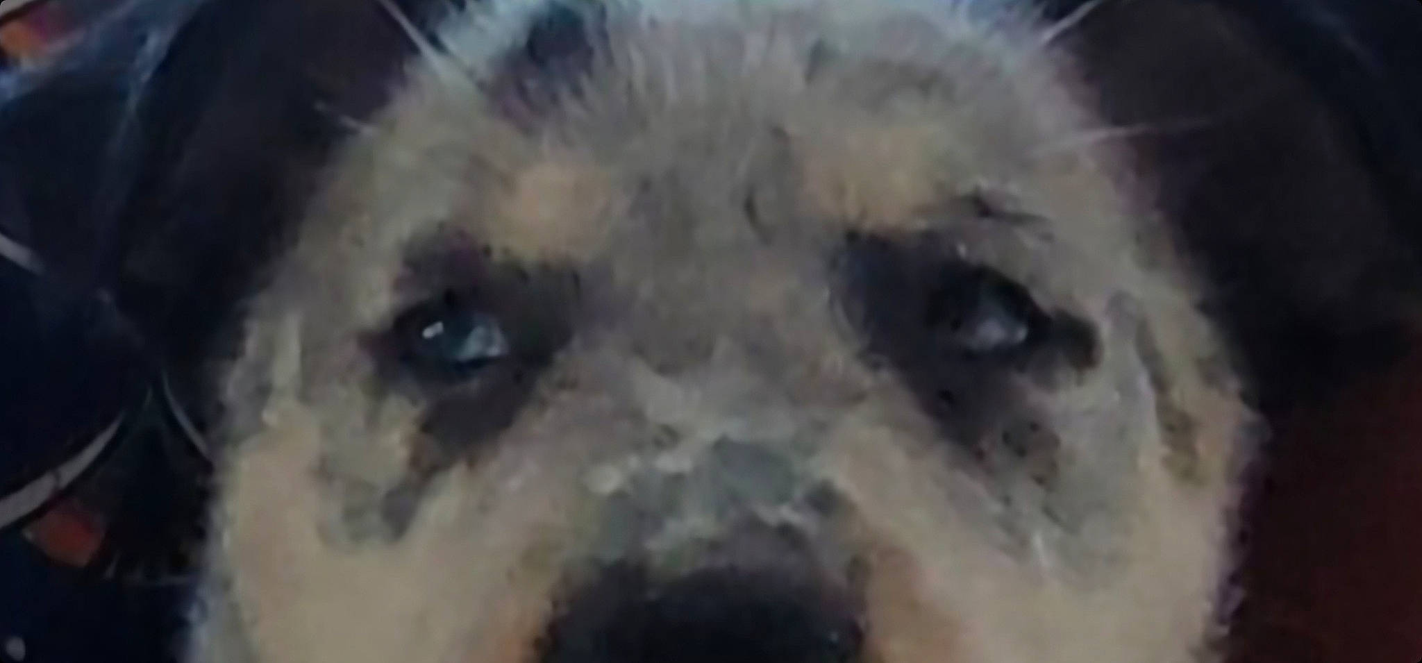 Remi is registered to the contest to win money with this photo: ancient_dog_breeds, art, astronomical_object, big_cats, canidae, carnivore, circle, companion_dog, dog_breed, event, felidae, fictional_character, fur, snout, sporting_group, terrestrial_animal, terrier, toy_dog, whiskers, wildlife