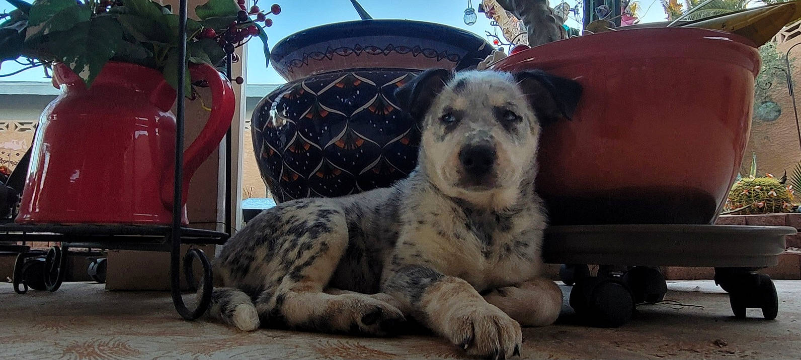 Remi joined the competition — help win amazing prizes! canidae, carnivore, claw, companion_dog, dog, dog_breed, fawn, fur, gas, non_sporting_group, paw, sky, sporting_group, street_dog, terrestrial_animal, terrier, toy_dog, whiskers, working_animal, working_dog