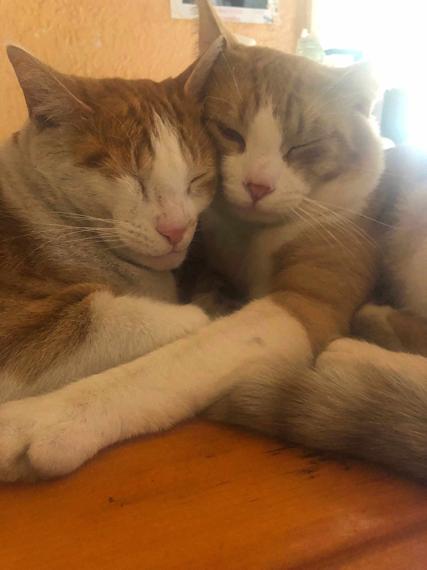 Pumpkin And Rider joined the competition — help win amazing prizes! animal, cat, close_up, companion, cozy, cute, domestic_cat, feline, fur, indoor, orange_and_white_cat, peaceful, pets, relaxation, resting, sleeping, snuggling, table, two_cats, whiskers