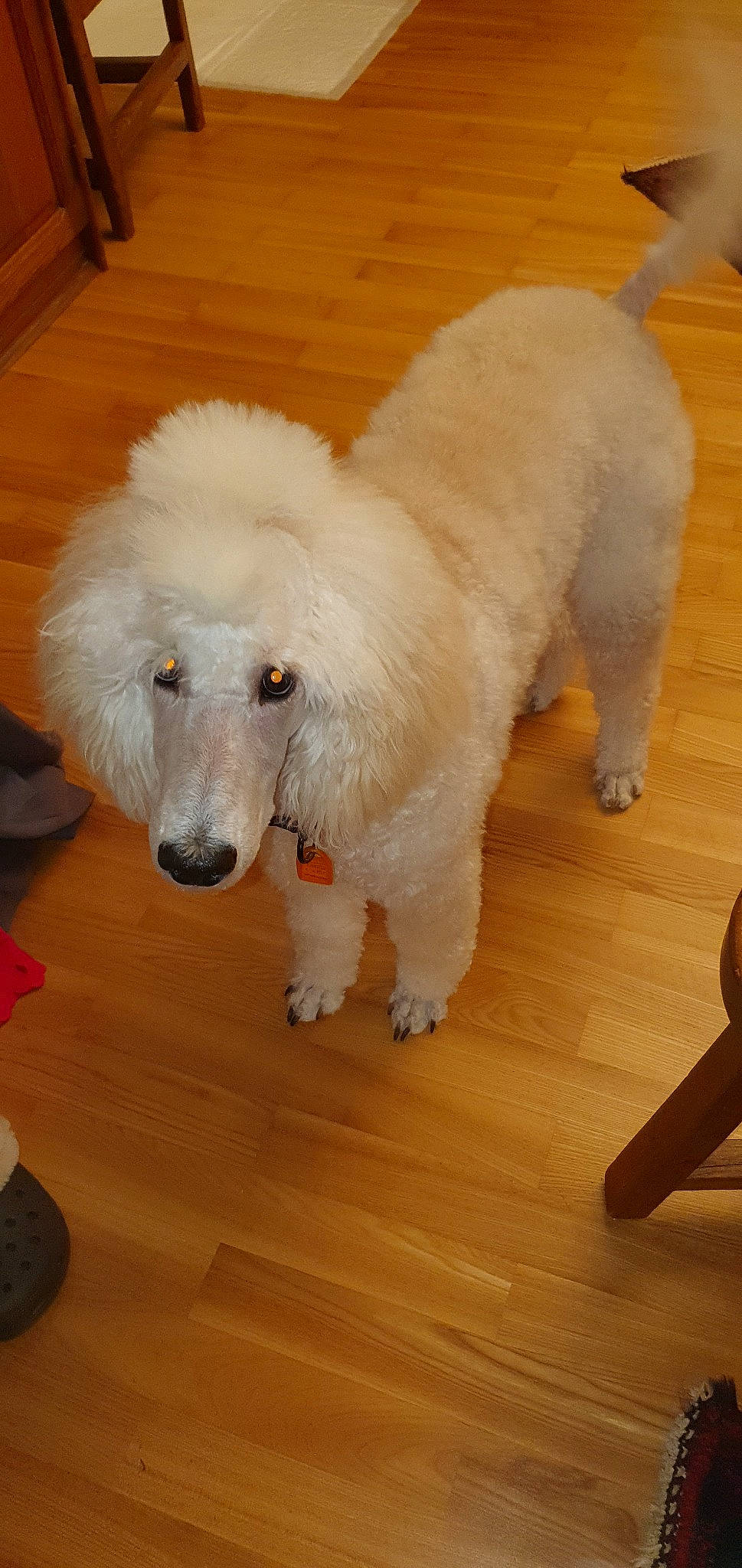 Soprano participe au concours pour gagner de l'argent avec cette photo : canidae, carnivore, companion_dog, dog, dog_breed, goldendoodle, mammal, miniature_poodle, non_sporting_group, poodle, poodle_crossbreed, rare_breed_dog, snout, sporting_group, standard_poodle, toy_dog, toy_poodle, vertebrate