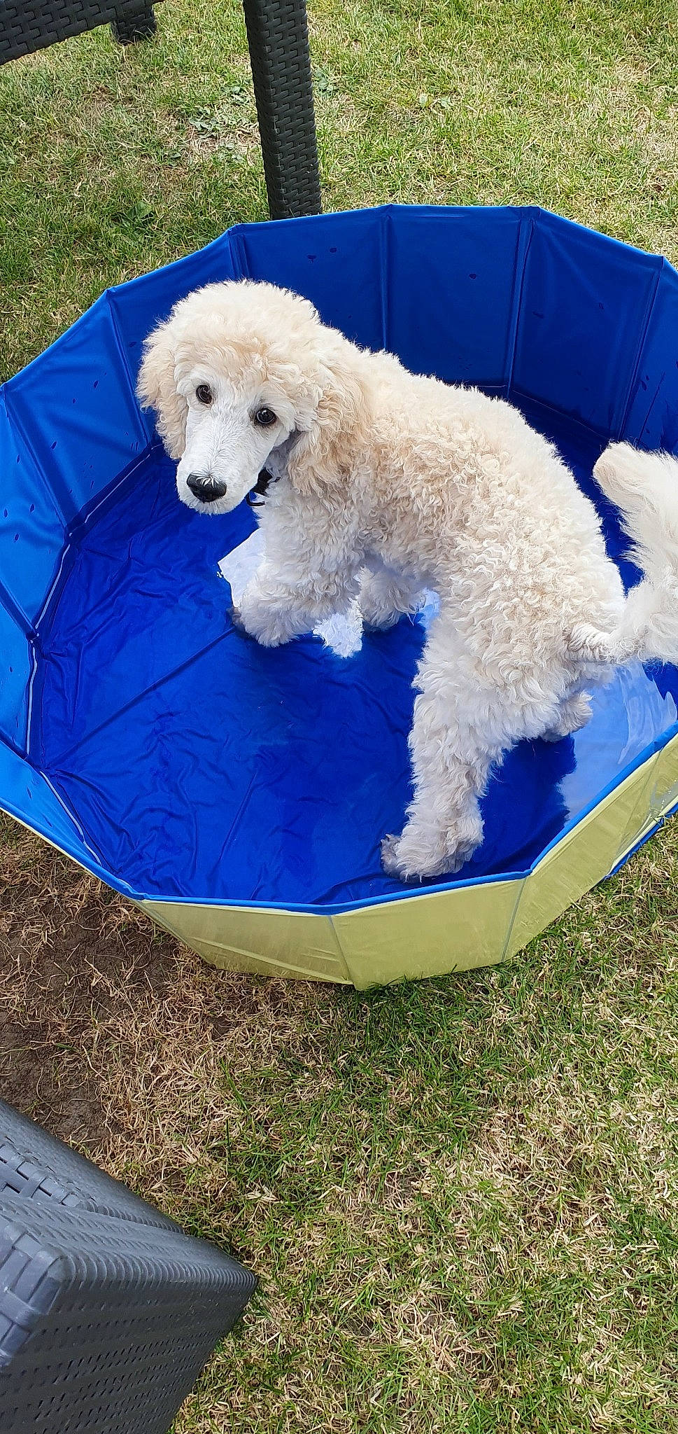 Soprano a rejoint le concours — aidez-le/la à gagner de superbes lots ! canidae, carnivore, cockapoo, companion_dog, dog, dog_breed, goldendoodle, labradoodle, mammal, miniature_poodle, non_sporting_group, poodle, poodle_crossbreed, puppy, sporting_group, standard_poodle, toy_dog, toy_poodle, vertebrate