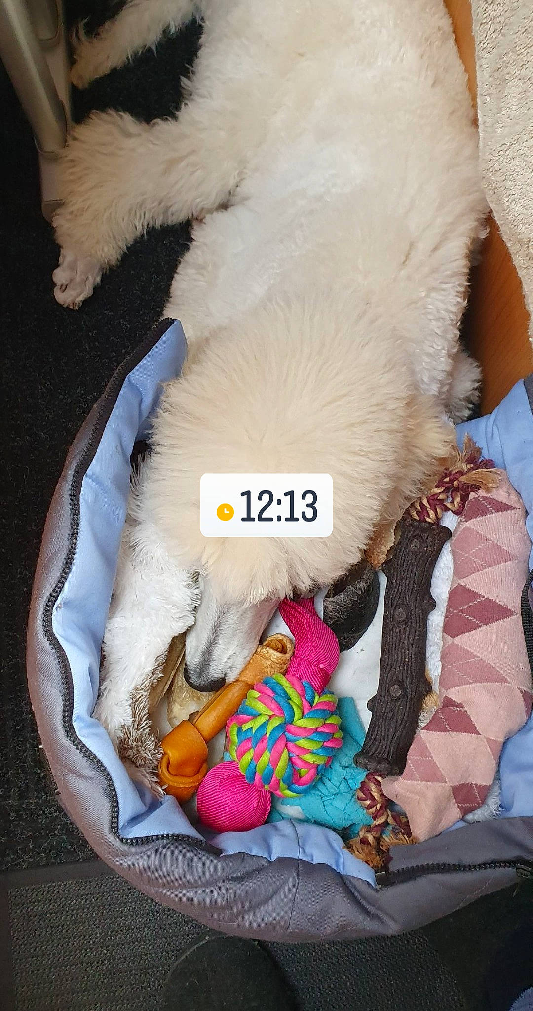 Soprano a rejoint le concours — aidez-le/la à gagner de superbes lots ! canidae, carnivore, companion_dog, dog, dog_breed, dog_toy, labradoodle, non_sporting_group, poodle, puppy, puppy_love, shih_tzu