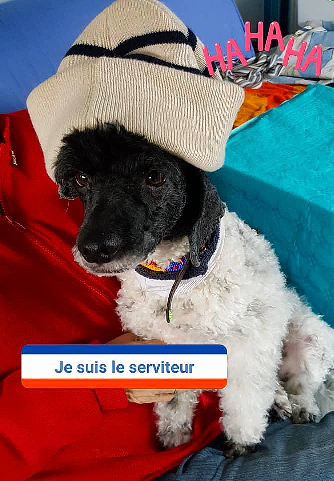 Roméo participe au concours pour gagner de l'argent avec cette photo : canidae, carnivore, companion_dog, dog, dog_breed, dog_clothes, hat, headgear, miniature_poodle, non_sporting_group, poodle, puppy, sporting_group, standard_poodle, toy_poodle