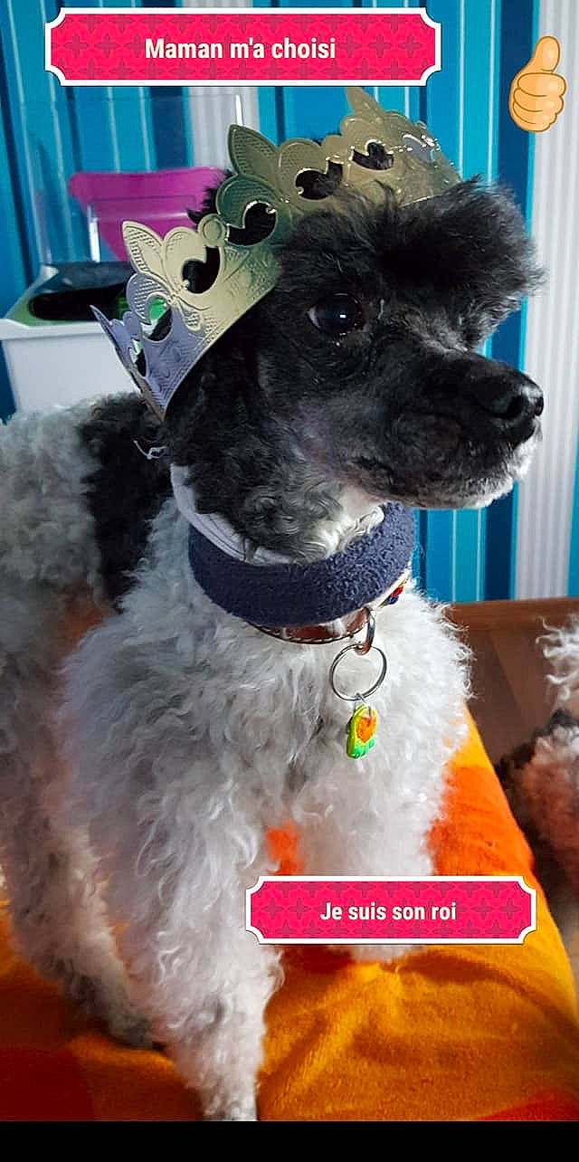 Rusti a rejoint le concours — aidez-le/la à gagner de superbes lots ! canidae, carnivore, collar, companion_dog, dog, dog_breed, dog_collar, mammal, miniature_poodle, miniature_schnauzer, rare_breed_dog, snout, sporting_group, terrier