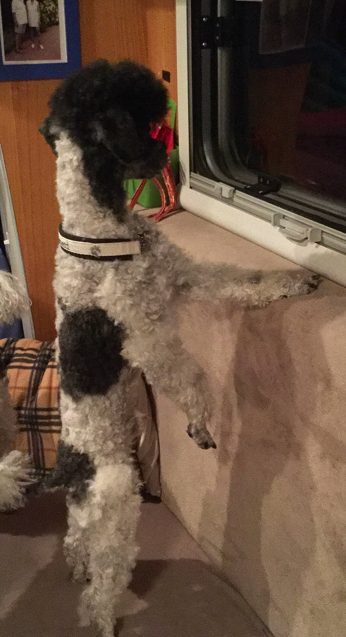 Rusti a rejoint le concours — aidez-le/la à gagner de superbes lots ! canidae, carnivore, companion_dog, dog, dog_breed, fox_terrier, kerry_blue_terrier, lagotto_romagnolo, miniature_poodle, non_sporting_group, poodle, poodle_crossbreed, portuguese_water_dog, pumi, sporting_group, standard_poodle, terrier, toy_poodle, water_dog, wire_hair_fox_terrier