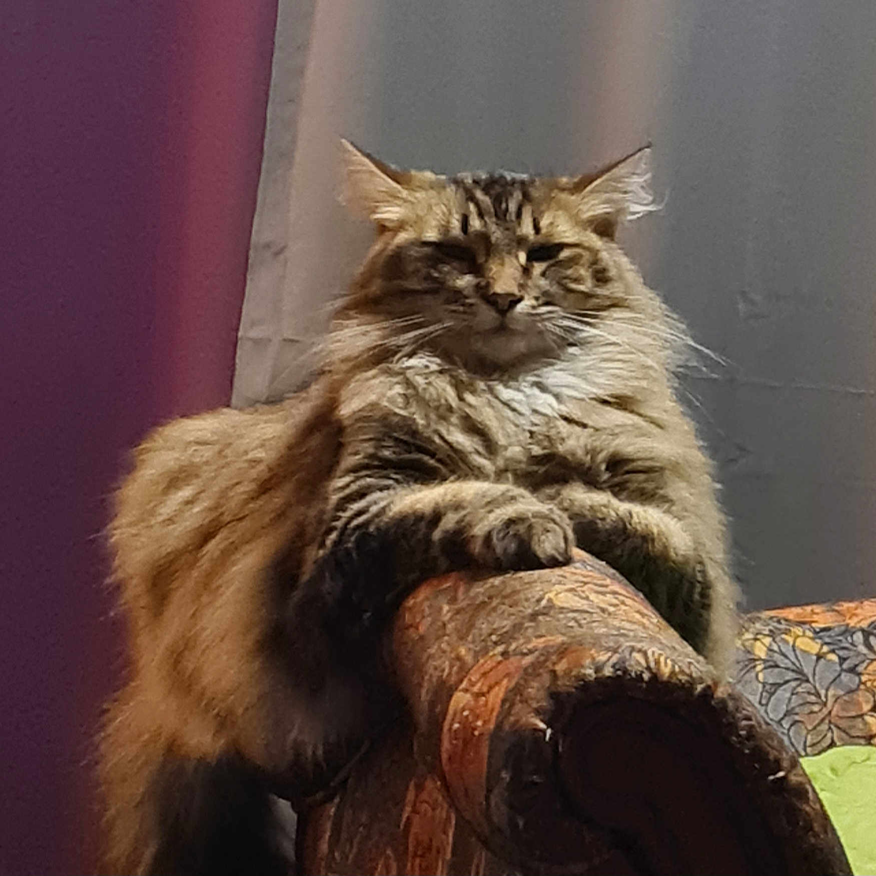 Shanelle a rejoint le concours — aidez-le/la à gagner de superbes lots ! abyssinian, angora, animal, architecture, armchair, building, cat, chair, couch, cushion, furniture, homedecor, indoors, kitten, livingroom, manx, pet, plant, pottedplant, room
