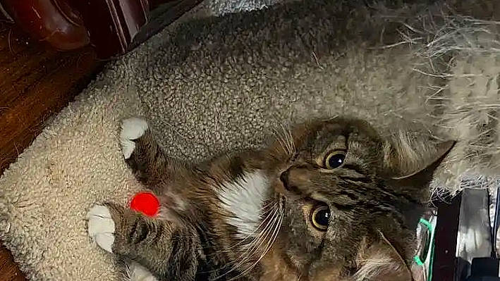 Mittens is registered to the contest to win money with this photo: carnivore, cat, claw, comfort, domestic_short_haired_cat, fawn, felidae, flooring, fur, liver, natural_material, paw, small_to_medium_sized_cats, snout, tail, terrestrial_animal, whiskers