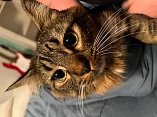 Mittens is registered to the contest to win money with this photo: carnivore, cat, claw, comfort, domestic_short_haired_cat, ear, felidae, fur, paw, small_to_medium_sized_cats, snout, whiskers