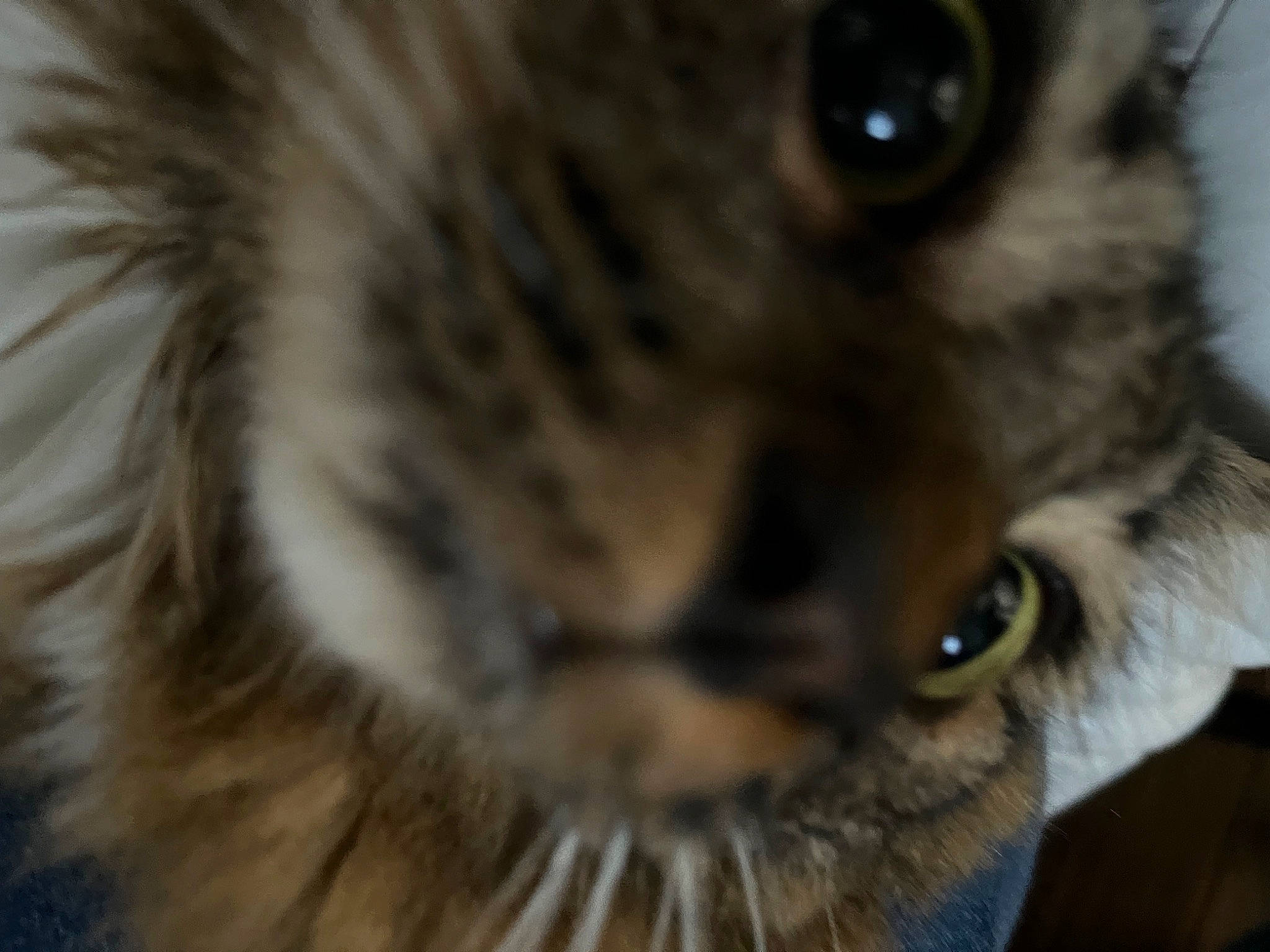 Mittens is registered to the contest to win money with this photo: carnivore, cat, close_up, curious, domestic_short_haired_cat, ear, felidae, fur, iris, small_to_medium_sized_cats, snout, terrestrial_animal, whiskers, wildlife