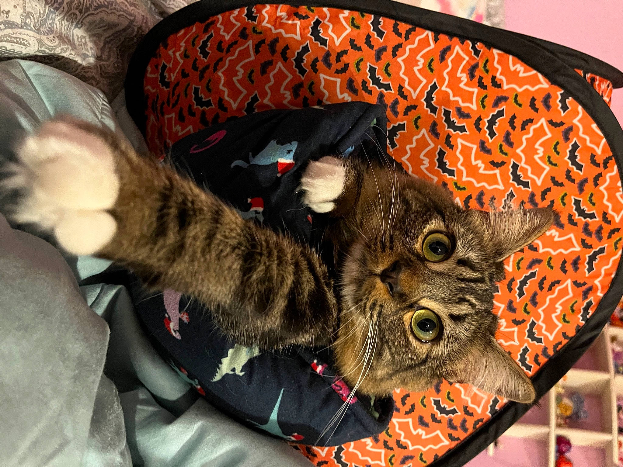 Mittens joined the competition — help win amazing prizes! bag, black_cat, carnivore, cat, claw, comfort, domestic_short_haired_cat, fashion_accessory, felidae, fur, linens, metal, pattern, paw, small_to_medium_sized_cats, snout, tail, tree, visual_arts, whiskers