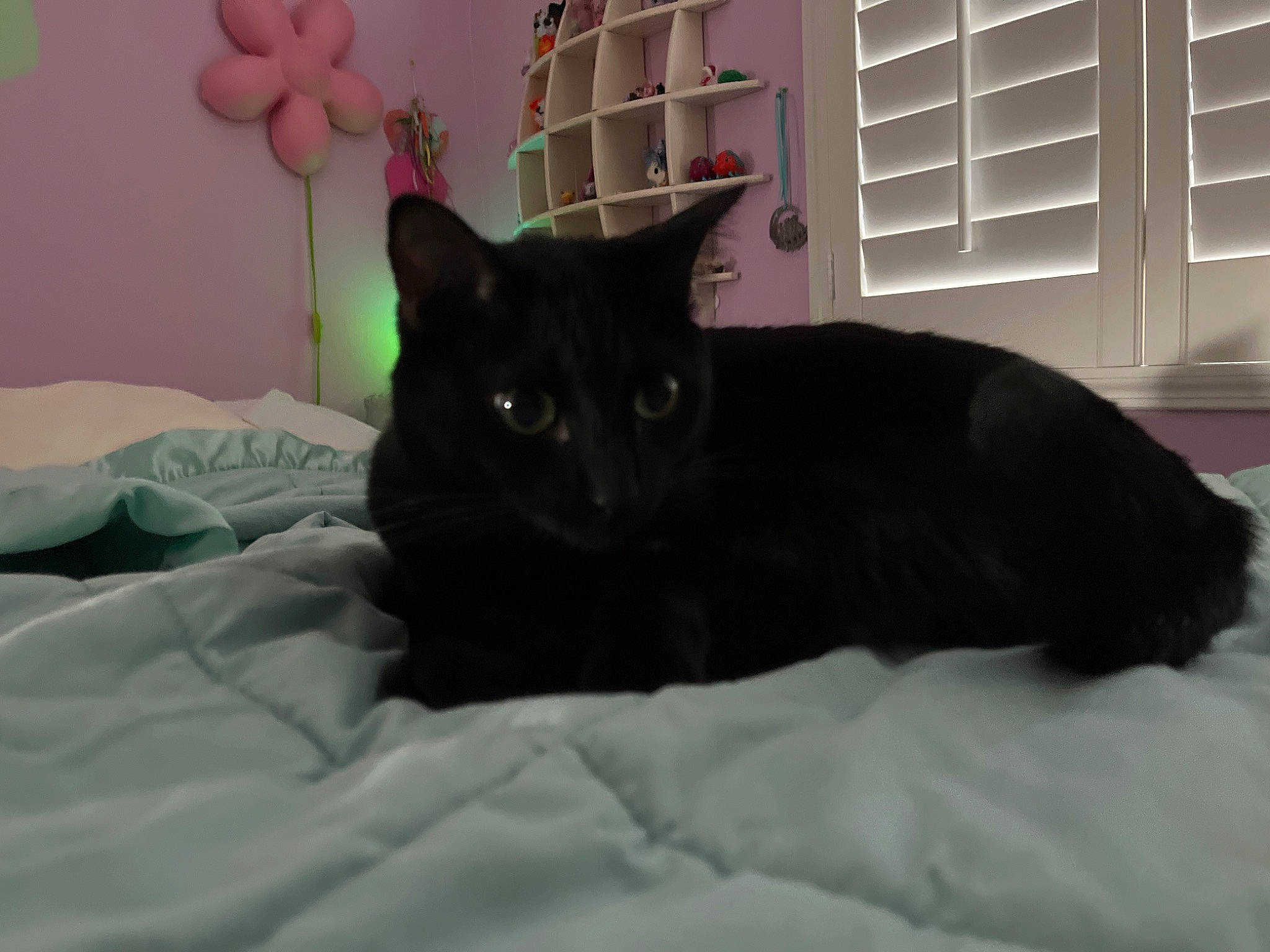 Oliver is registered to the contest to win money with this photo: bed, bedding, black_cat, bombay, carnivore, cat, comfort, domestic_short_haired_cat, felidae, fur, grey, houseplant, linens, room, small_to_medium_sized_cats, snout, tail, terrestrial_animal, whiskers, window