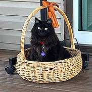 Lily joined the competition — help win amazing prizes! cat, black_cat, basket, wicker_basket, orange_ribbon, collar, pet, indoor, floor, wood_floor, porch, animal, feline, cute, fluffy, sitting, eyes, domestic_cat, home, pet_accessory
