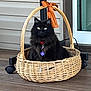 cat, black_cat, basket, wicker_basket, orange_ribbon, collar, pet, indoor, floor, wood_floor, porch, animal, feline, cute, fluffy, sitting, eyes, domestic_cat, home, pet_accessory