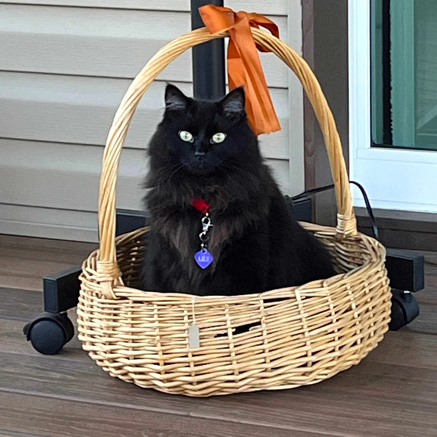 Lily joined the competition — help win amazing prizes! animal, basket, black_cat, cat, collar, cute, domestic_cat, eyes, feline, floor, fluffy, home, indoor, orange_ribbon, pet, pet_accessory, porch, sitting, wicker_basket, wood_floor
