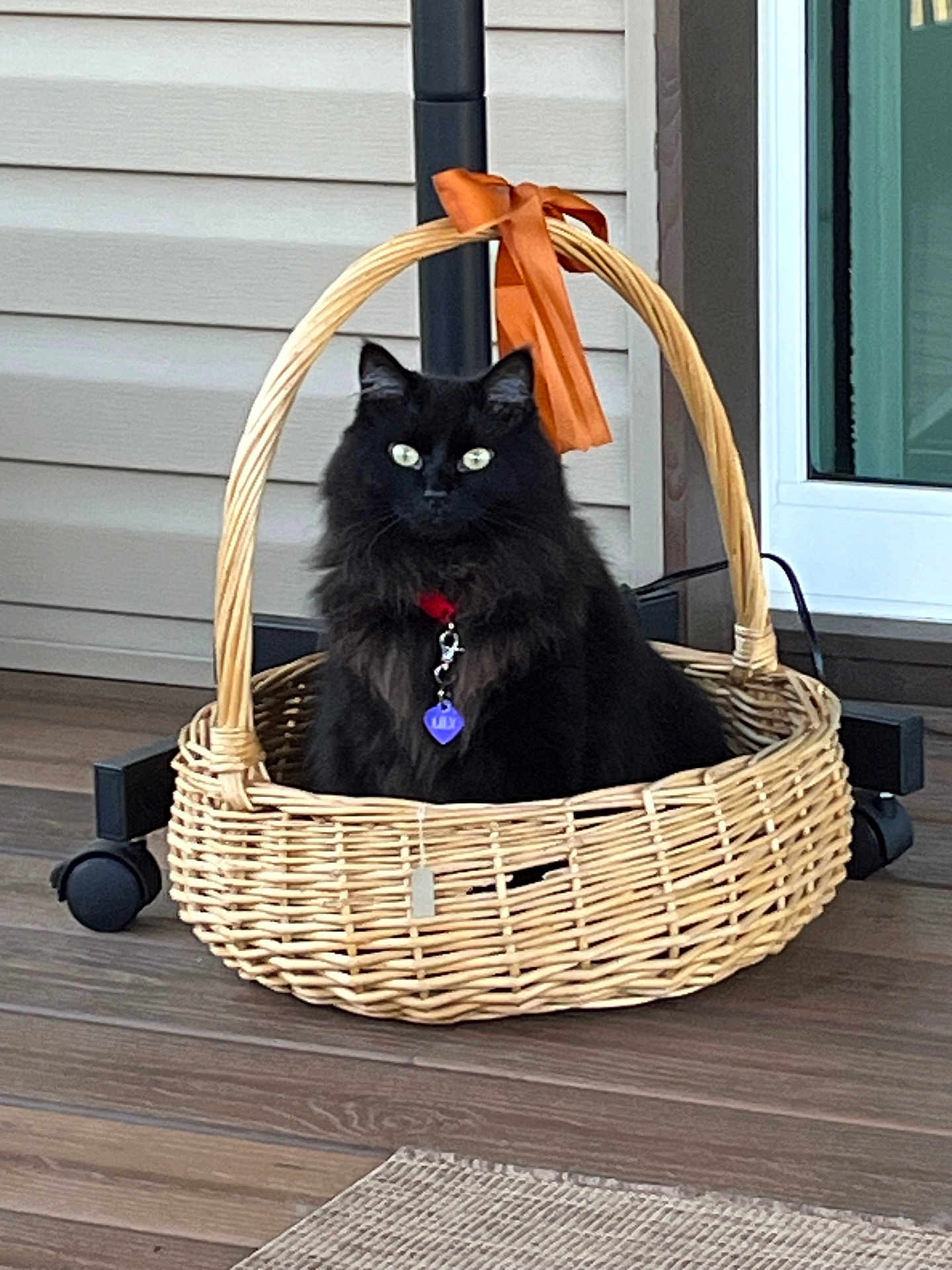 Lily joined the competition — help win amazing prizes! cat, black_cat, basket, wicker_basket, orange_ribbon, collar, pet, indoor, floor, wood_floor, porch, animal, feline, cute, fluffy, sitting, eyes, domestic_cat, home, pet_accessory