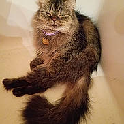 Ducie is registered to the contest to win money with this photo: cat, fluffy, long_hair, collar, pet, animal, indoor, fur, tail, relaxed, cute, domestic_cat, whiskers, tag, resting, corner, mammal, feline, expression, purple_collar