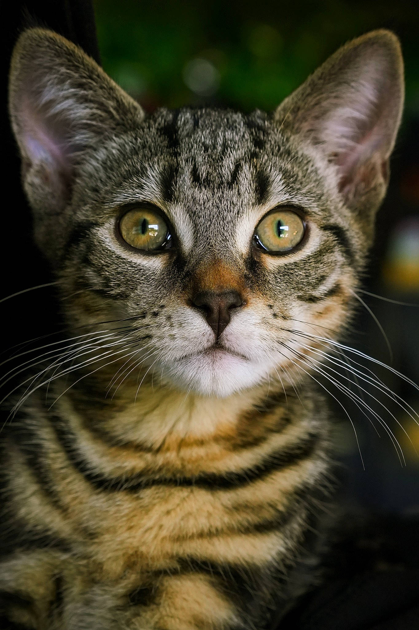 Freddie joined the competition — help win amazing prizes! carnivore, cat, close_up, domestic_short_haired_cat, felidae, fur, grass, small_to_medium_sized_cats, snout, terrestrial_animal, whiskers, wildlife