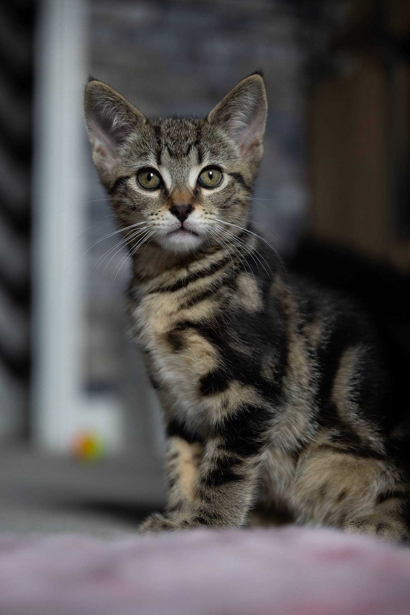 Freddie is registered to the contest to win money with this photo: carnivore, cat, claw, domestic_short_haired_cat, felidae, fur, paw, small_to_medium_sized_cats, snout, tail, terrestrial_animal, whiskers, wildlife