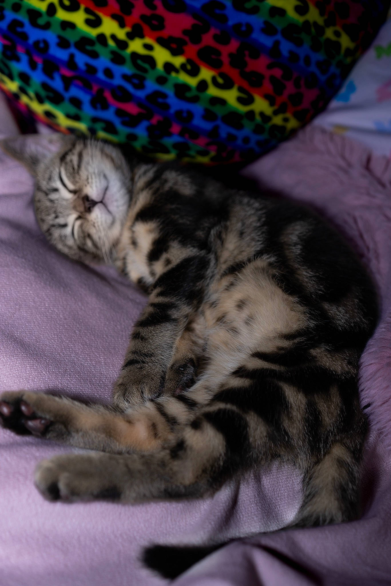 Freddie is registered to the contest to win money with this photo: carnivore, cat, claw, comfort, domestic_short_haired_cat, fawn, felidae, fur, hat, linens, nap, pattern, paw, plant, sleep, small_to_medium_sized_cats, tail, terrestrial_animal, whiskers, wool