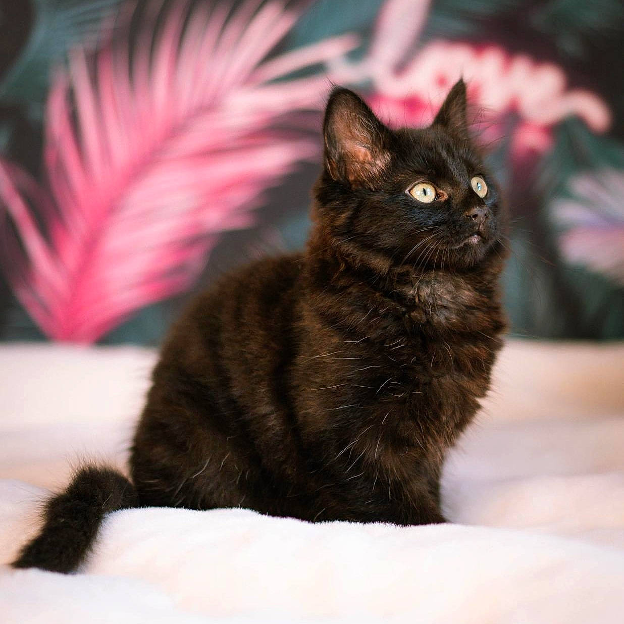 Wesley joined the competition — help win amazing prizes! black_cat, bombay, carnivore, cat, claw, domestic_short_haired_cat, eye, felidae, fur, magenta, paw, plant, sitting, small_to_medium_sized_cats, tail, terrestrial_animal, tree, whiskers, wildlife