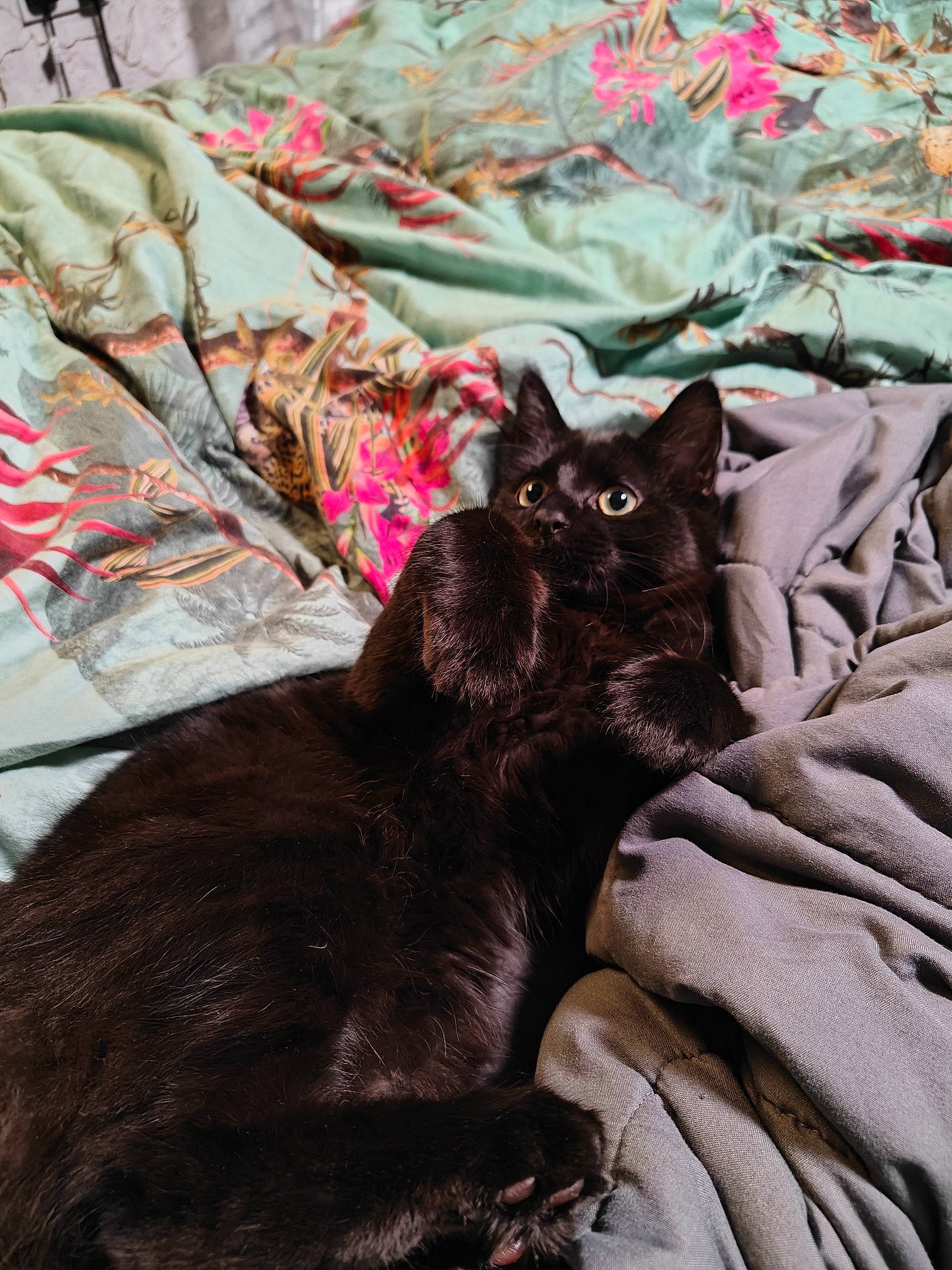 Wesley joined the competition — help win amazing prizes! black_cat, bombay, brown, carnivore, cat, claw, comfort, domestic_short_haired_cat, felidae, fur, grass, grey, linens, natural_material, sitting, small_to_medium_sized_cats, tail, terrestrial_animal, textile, whiskers