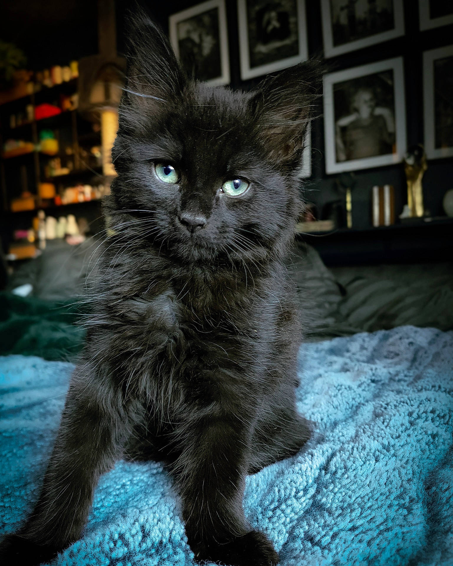Wesley is registered to the contest to win money with this photo: black_cat, carnivore, cat, claw, darkness, domestic_short_haired_cat, electric_blue, eye, felidae, flooring, fur, grey, paw, picture_frame, sitting, small_to_medium_sized_cats, tail, terrestrial_animal, whiskers