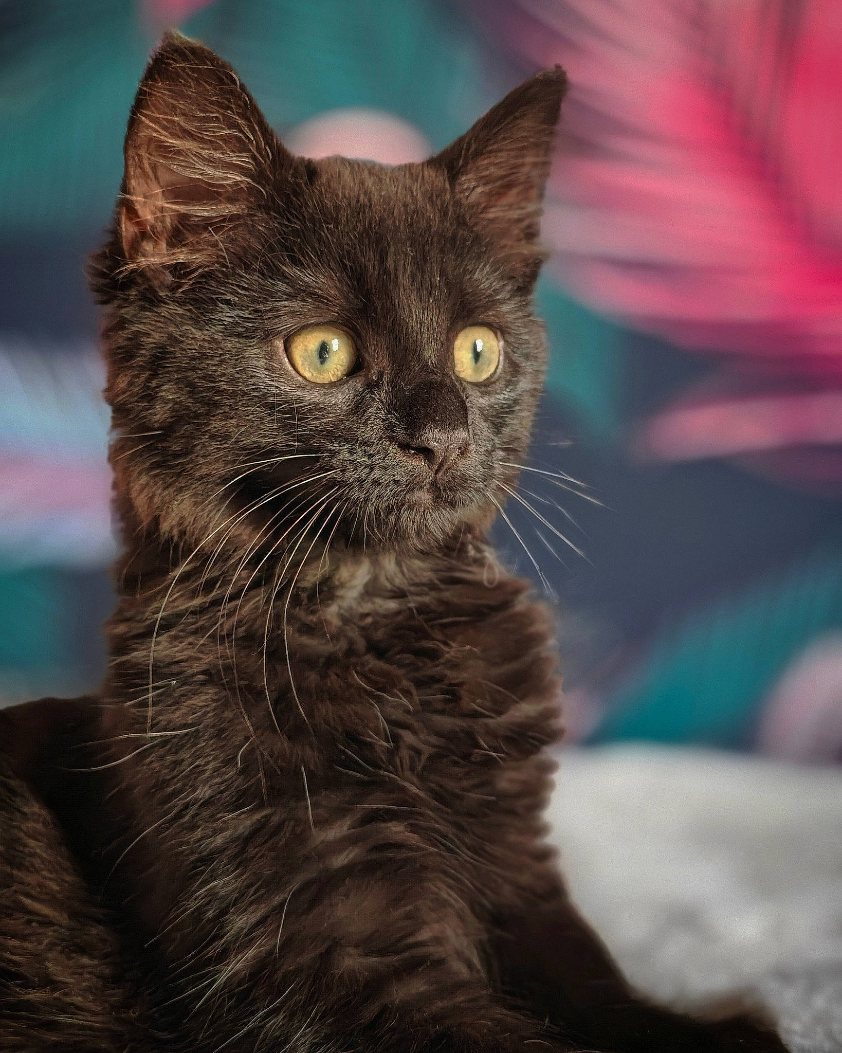 Wesley joined the competition — help win amazing prizes! black_cat, carnivore, cat, close_up, domestic_short_haired_cat, electric_blue, felidae, fur, petal, small_to_medium_sized_cats, snout, terrestrial_animal, whiskers, wildlife