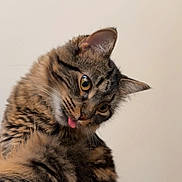 Etho is registered to the contest to win money with this photo: animal, cat, closeup, curious, cute, domestic_animal, ears, face, feline, fluffy, fur, indoor, looking_away, mammal, pet, playful, portrait, tabby, tongue_out, whiskers
