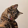 animal, cat, closeup, curious, cute, domestic_animal, ears, face, feline, fluffy, fur, indoor, looking_away, mammal, pet, playful, portrait, tabby, tongue_out, whiskers