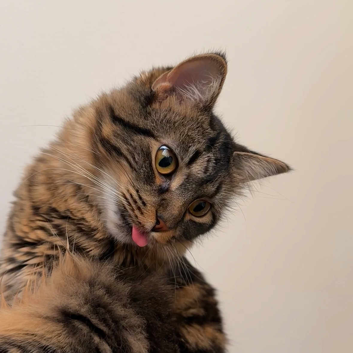 Etho is registered to the contest to win money with this photo: animal, cat, closeup, curious, cute, domestic_animal, ears, face, feline, fluffy, fur, indoor, looking_away, mammal, pet, playful, portrait, tabby, tongue_out, whiskers