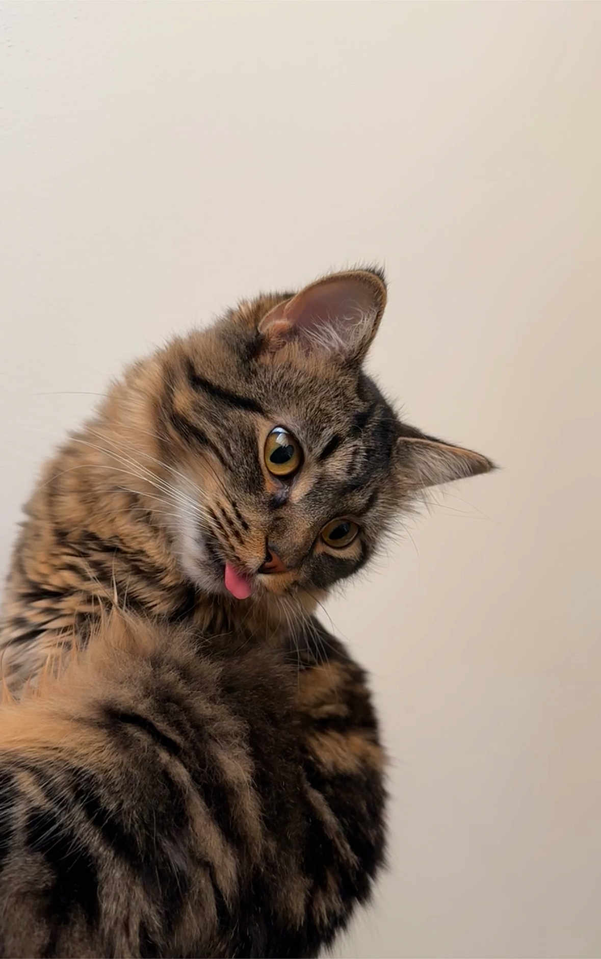 Etho is registered to the contest to win money with this photo: animal, cat, closeup, curious, cute, domestic_animal, ears, face, feline, fluffy, fur, indoor, looking_away, mammal, pet, playful, portrait, tabby, tongue_out, whiskers