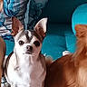 Scott participe au concours pour gagner de l'argent avec cette photo : animals, brown_dog, chihuahuas, couch, cute, dogs, fluffy, home, indoors, living_room, long_hair, looking_at_camera, pet_photography, pets, pointed_ears, portrait, short_hair, sitting, three_dogs, white_dog