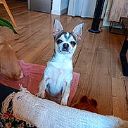 Scott a rejoint le concours — aidez-le/la à gagner de superbes lots ! black_markings, blanket, brown_fur, chihuahua, couch, dog, dogs, fan, furniture, houseplant, indoors, living_room, pet, pointed_ears, portrait, sitting, small_dog, upright, white_fur, wood_floor