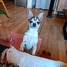 dog, dogs, chihuahua, small_dog, sitting, upright, white_fur, brown_fur, black_markings, pointed_ears, portrait, indoors, living_room, wood_floor, blanket, couch, furniture, houseplant, fan, pet