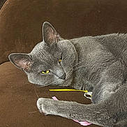 Lala joined the competition — help win amazing prizes! animal, brown_couch, cat, closeup, couch, cozy, cute, domestic_cat, feather, feline, fur, gray_cat, indoor, paw, pet, relaxed, resting, ribbon, toy, yellow_eyes