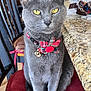 Lala is registered to the contest to win money with this photo: bell, calm, cat, chair, close_up, collar, domestic_animal, feline, flower_collar, fur, granite_countertop, gray_cat, household, indoor, looking_at_camera, pet, portrait, red_cushion, sitting, yellow_eyes