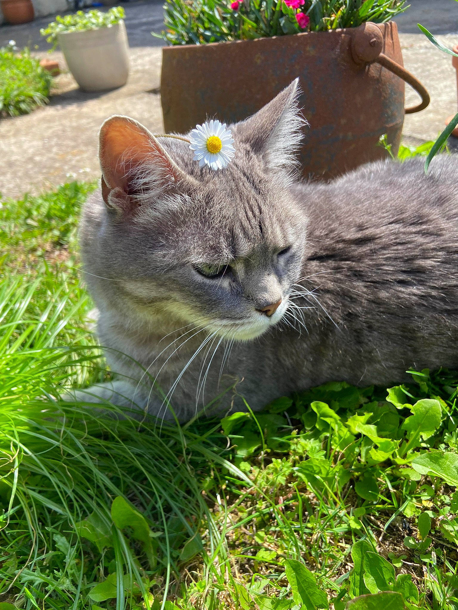 Grizouille participe au concours pour gagner de l'argent avec cette photo : carnivore, cat, domestic_short_haired_cat, felidae, flower, flowerpot, fur, garden, grass, grass_family, groundcover, herb, plant, shrub, small_to_medium_sized_cats, snout, tail, terrestrial_animal, whiskers, wildlife