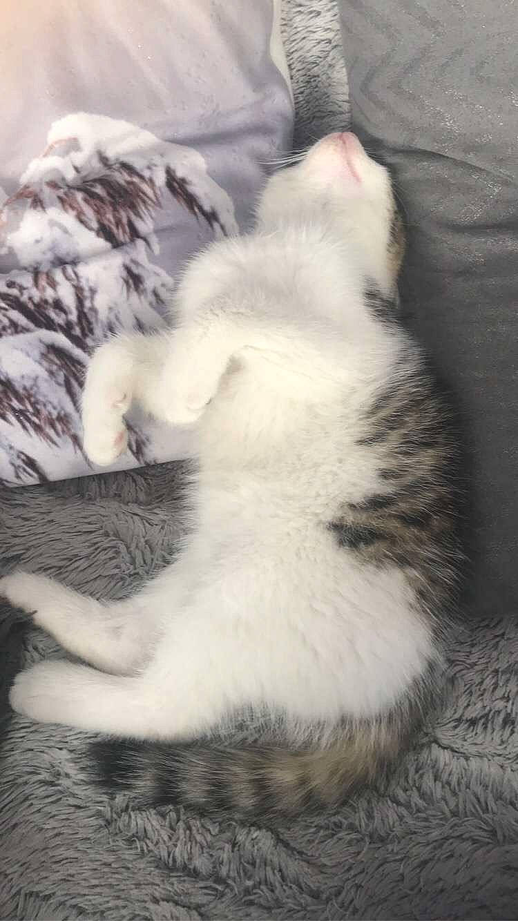 Rhapsody participe au concours pour gagner de l'argent avec cette photo : carnivore, cat, claw, domestic_short_haired_cat, european_shorthair, felidae, fur, kitten, paw, polydactyl_cat, small_to_medium_sized_cats, tail, whiskers