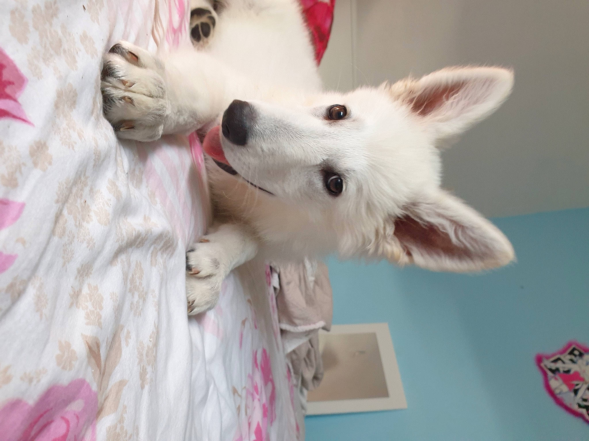 Opalline participe au concours pour gagner de l'argent avec cette photo : berger_blanc_suisse, canidae, carnivore, companion_dog, dog, dog_breed, japanese_spitz, mammal, non_sporting_group, pink