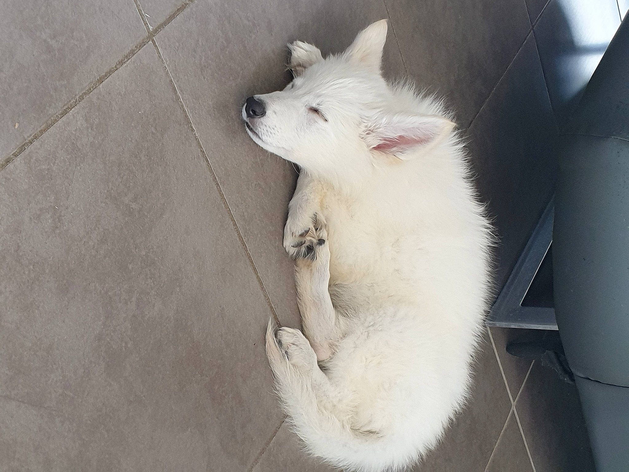 Opalline participe au concours pour gagner de l'argent avec cette photo : american_eskimo_dog, berger_blanc_suisse, canidae, carnivore, cat, dog, dog_breed, felidae, indian_spitz, japanese_spitz, kishu, mammal, non_sporting_group, samoyed, tail, turkish_angora, volpino_italiano, whiskers, white