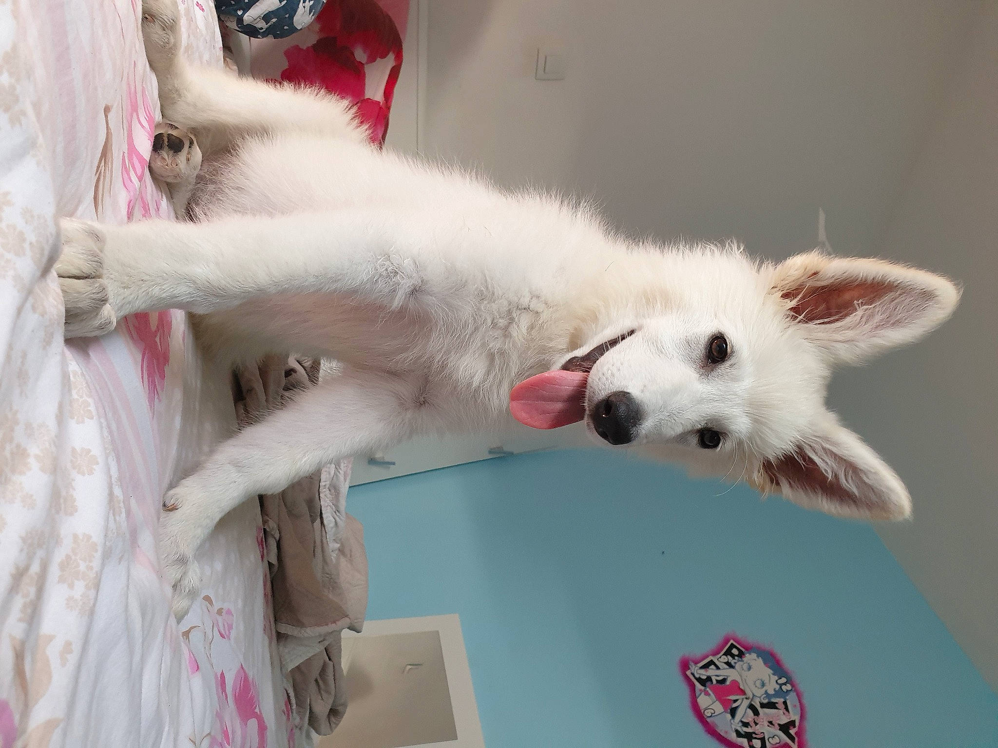 Opalline participe au concours pour gagner de l'argent avec cette photo : canidae, carnivore, companion_dog, dog, dog_breed, mammal, non_sporting_group, poodle, rare_breed_dog, standard_poodle