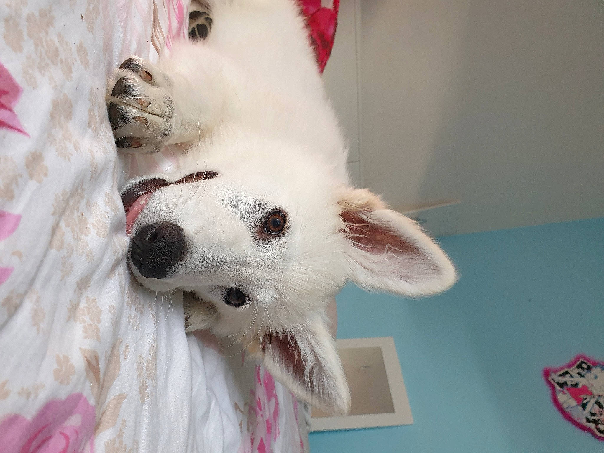 Opalline participe au concours pour gagner de l'argent avec cette photo : canidae, carnivore, companion_dog, dog, dog_breed, ear, japanese_spitz, mammal, non_sporting_group, nose, puppy, rare_breed_dog, skin, snout