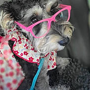 Cookie joined the competition — help win amazing prizes! accessory, adorable, animal, black_and_white_fur, close_up, cute, dog, fashion, floral_scarf, furry, glasses, indoor, leash, looking_away, pet, pink_glasses, portrait, sitting, small_dog, soft_focus
