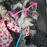 dog, pet, glasses, pink_glasses, floral_scarf, black_and_white_fur, close_up, portrait, cute, animal, accessory, fashion, leash, sitting, indoor, adorable, furry, small_dog, looking_away, soft_focus