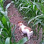 Mickey Dundee joined the competition — help win amazing prizes! dog, corn, plants, green, outdoor, nature, path, soil, fur, small_dog, exploring, agriculture, garden, field, walking, canine, leaf, rural, summer, daylight