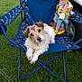 Mickey Dundee is registered to the contest to win money with this photo: dog, camping_chair, plush_doll, grass, outdoor, pet, toy, blue_chair, small_dog, folding_chair, casual, relaxing, grass_field, head_tilt, fluffy, cute, leisure, daytime, people_background, vehicle