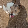 animal, closeup, collar, daytime, dirt, dog, ears, fur, happy, nature, outdoor, pet, playful, rocky_ground, shadow, small_dog, summer, sunlight, tongue_out, walking