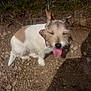 animal, canine, closeup, collar, companion, daytime, dog, earth, fur, grass, happy, nature, outdoor, patchy_coat, pet, rocky_ground, shadow, sitting, sunlight, tongue_out